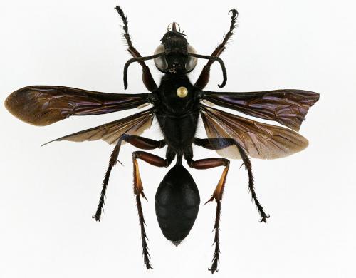 Réf. 189 278 : Sphecini inconnu